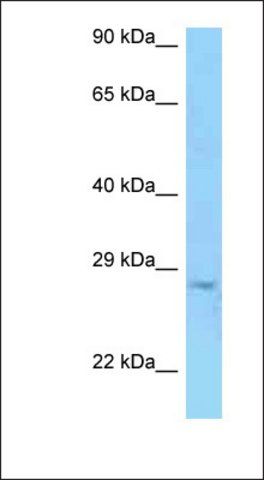 Anti-PRSS58 antibody produced in rabbit