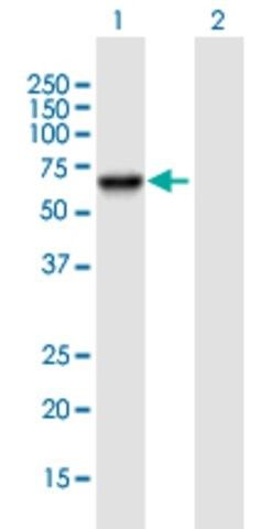 Anti-PSD3 antibody produced in mouse