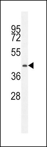 ANTI-PRRT1 (CENTER) antibody produced in rabbit