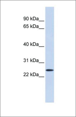 Anti-PRRG1 antibody produced in rabbit