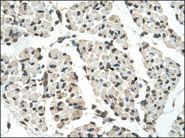 Anti-PSD3 antibody produced in rabbit