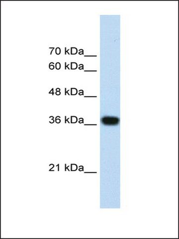 Anti-PSIP1 antibody produced in rabbit