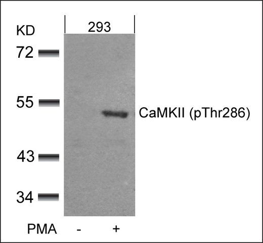 Anti-phospho-CAMK2A (pThr<sup>286</sup>) antibody produced in rabbit