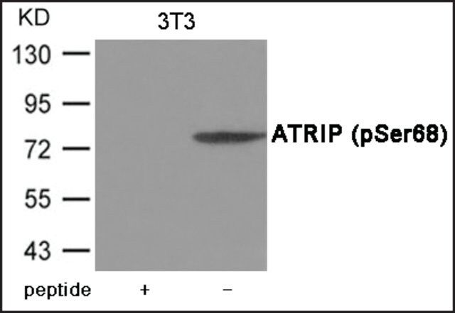 Anti-phospho-ATRIP (pSer<sup>68</sup>) antibody produced in rabbit