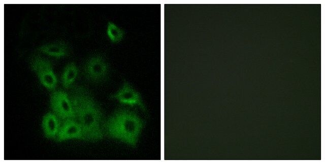 Anti-phospho-Bax (pThr<sup>167</sup>) antibody produced in rabbit