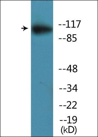 Anti-phospho-ATPase (pSer<sup>16</sup>) antibody produced in rabbit