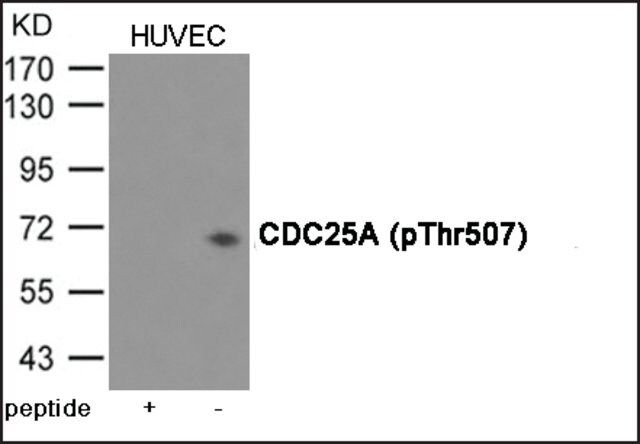 Anti-phospho-CDC25A (pThr<sup>507</sup>) antibody produced in rabbit