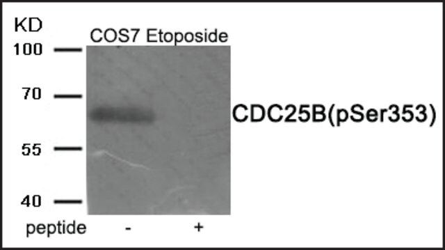 Anti-phospho-CDC25B (pSer<sup>353</sup>) antibody produced in rabbit