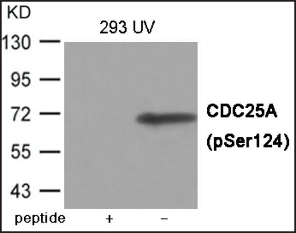 Anti-phospho-CDC25A (pSer<sup>124</sup>) antibody produced in rabbit