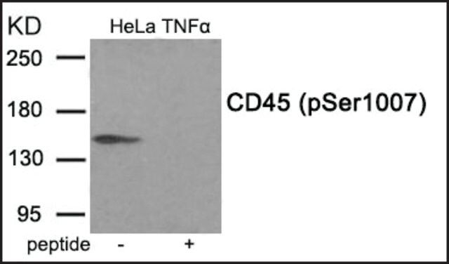 Anti-phospho-CD45 (pSer<sup>1007</sup>) antibody produced in rabbit