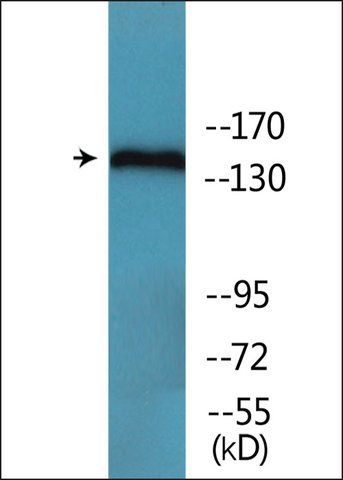 Anti-phospho-CD45 (pSer<sup>1007</sup>) antibody produced in rabbit