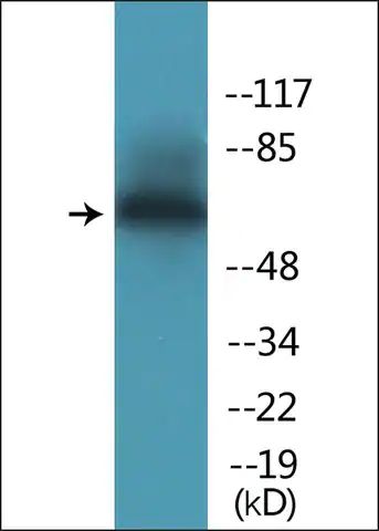 Anti-phospho-CD19 (pTyr<sup>531</sup>) antibody produced in rabbit