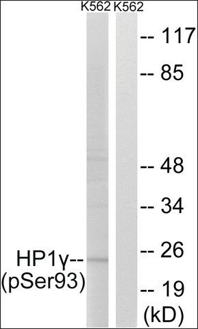 Anti-phospho-HP1 (pSer<sup>93</sup>) antibody produced in rabbit