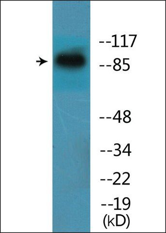 Anti-phospho-ITGB1 (pTyr<sup>795</sup>) antibody produced in rabbit