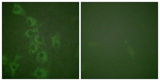 Anti-phospho-Histamine H1 Receptor (pSer<sup>398</sup>) antibody produced in rabbit