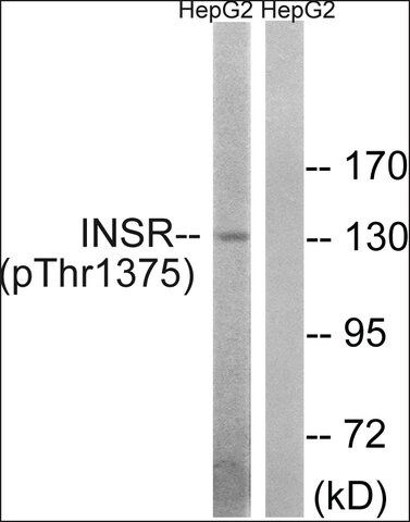 Anti-phospho-IR (pThr<sup>1375</sup>) antibody produced in rabbit