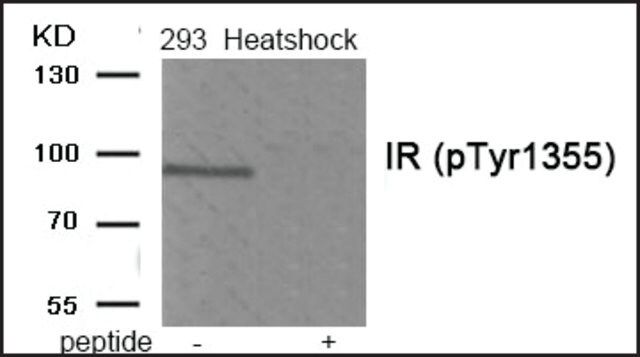 Anti-phospho-IR (pTyr<sup>1355</sup>) antibody produced in rabbit