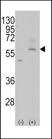 ANTI-PMAT(SLC29A4)(C-TERMINAL) antibody produced in rabbit