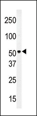 ANTI-PMAT(SLC29A4)(N-TERMINAL) antibody produced in rabbit