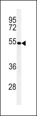 ANTI-PMPCB (N-TERM) antibody produced in rabbit