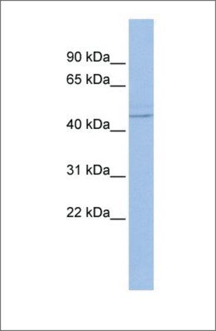 Anti-PML antibody produced in rabbit