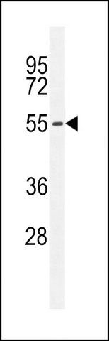 ANTI-PMPCA (C-TERM) antibody produced in rabbit