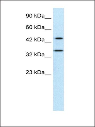 Anti-PNMA1 antibody produced in rabbit