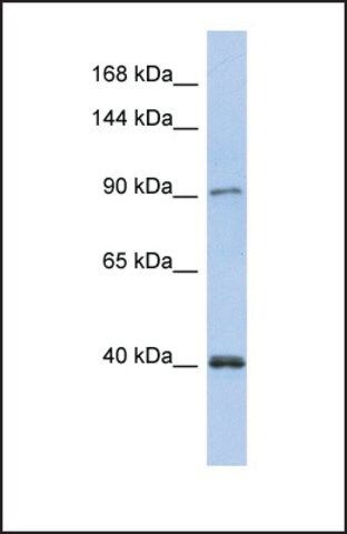 Anti-POLK antibody produced in rabbit