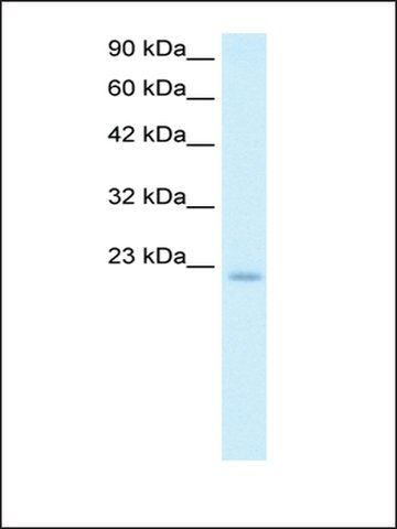 Anti-POLE3 antibody produced in rabbit