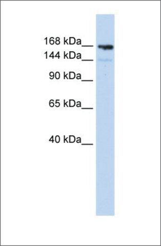 Anti-PPL antibody produced in rabbit