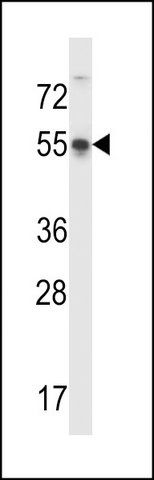 ANTI-POU3F3 (CENTER) antibody produced in rabbit