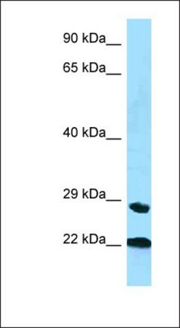 Anti-PPIC antibody produced in rabbit