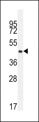 ANTI-OR2F2 (C-TERM) antibody produced in rabbit