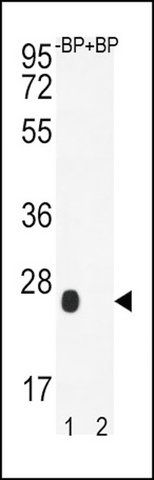 ANTI-OR2J3 (C-TERM) antibody produced in rabbit