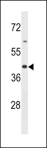 ANTI-OR2B6(C-TERMINAL) antibody produced in rabbit