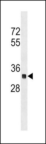 ANTI-OR2C3 (C-TERM) antibody produced in rabbit