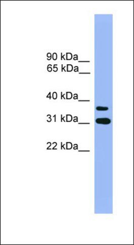 Anti-OR2D3 antibody produced in rabbit