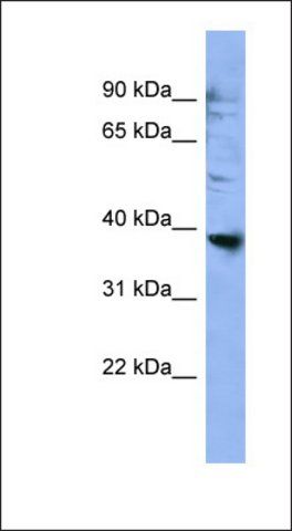 Anti-OR2L3 antibody produced in rabbit