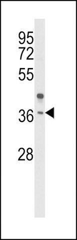 ANTI-OR2H2 (C-TERM) antibody produced in rabbit