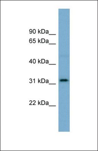 Anti-OR2AT4, (N-terminal) antibody produced in rabbit