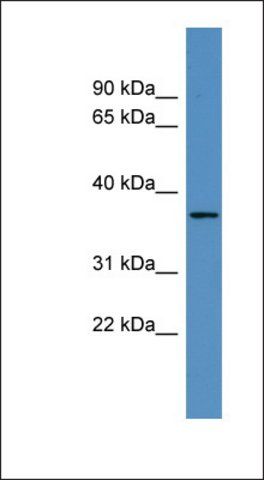 Anti-OR2H2 antibody produced in rabbit