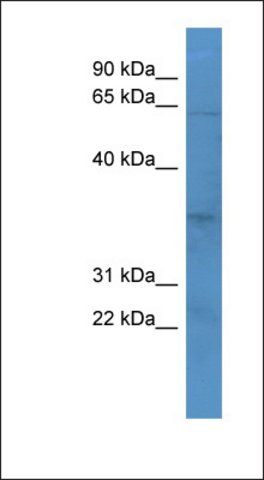 Anti-OR2J2 antibody produced in rabbit