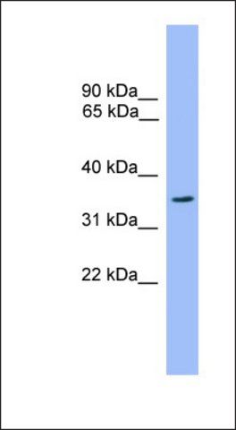 Anti-OR2C3 antibody produced in rabbit