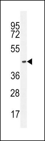 ANTI-OR2L13 (C-TERM) antibody produced in rabbit