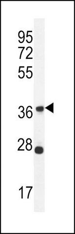 ANTI-OR4L1 (C-TERM) antibody produced in rabbit