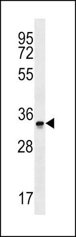 ANTI-OR2G6 (N-TERM) antibody produced in rabbit