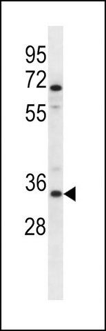 ANTI-OR2G3 (C-TERM) antibody produced in rabbit