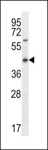 ANTI-OR51S1 (C-TERM) antibody produced in rabbit