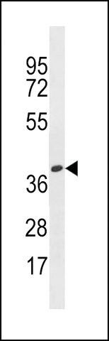 ANTI-OR4X1(N-TERMINAL) antibody produced in rabbit