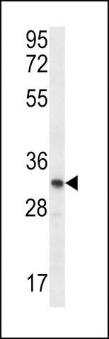 ANTI-OR51L1 (N-TERM) antibody produced in rabbit